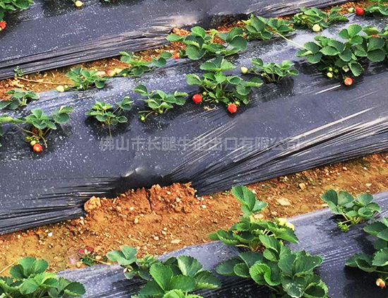 上海优质聚乙稀薄膜批发